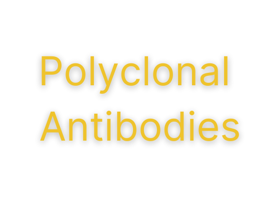 GTX Polyclonal Antibodies